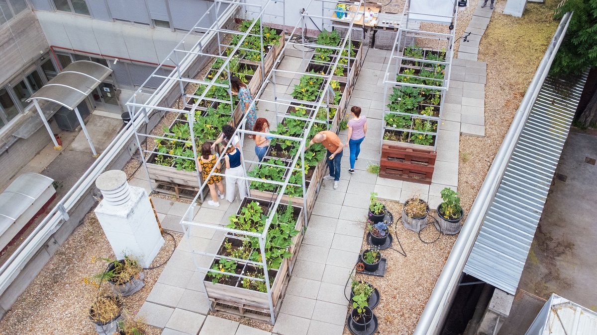 Cultivos en azoteas CSIC